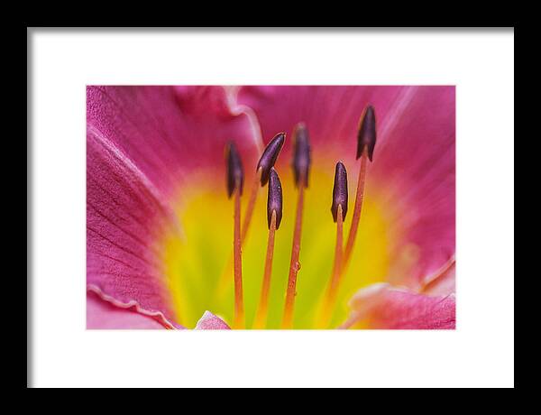 Flora Framed Print featuring the photograph Valley of Trees by Gene Hilton