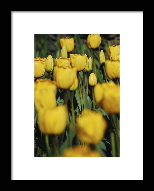 Tulips Framed Print featuring the photograph Vanderbilt Tulips by Ryan Louis Maccione