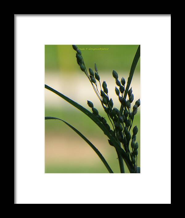 Green Grass Framed Print featuring the photograph Verdant Grain by Sonali Gangane