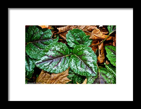 Outdoors Framed Print featuring the photograph Vibrant Ground Cover by Susan Herber