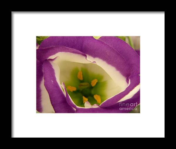 Flowers Framed Print featuring the photograph Vibrant by Lainie Wrightson