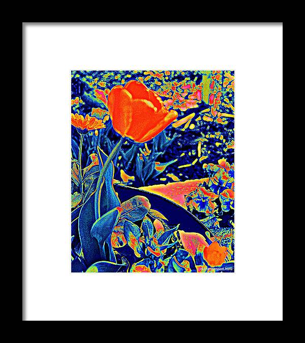 Tulip Framed Print featuring the photograph Vibrating Spring by Diane montana Jansson