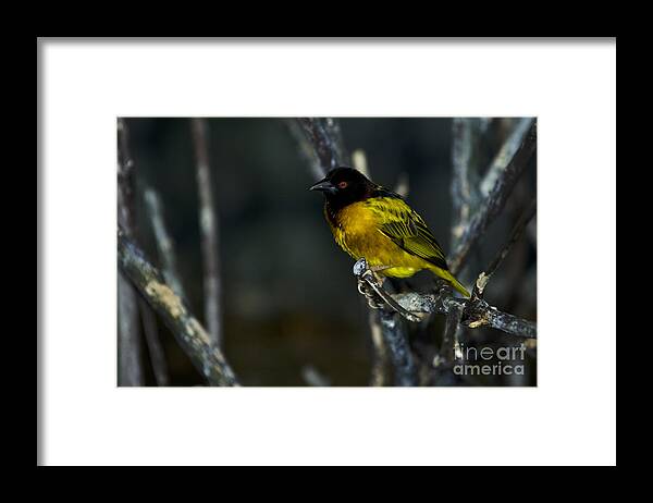 Village Weaver Framed Print featuring the photograph Village Weaver by JT Lewis