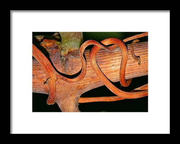 Vineyard Framed Print featuring the photograph Vine work by Jean Noren