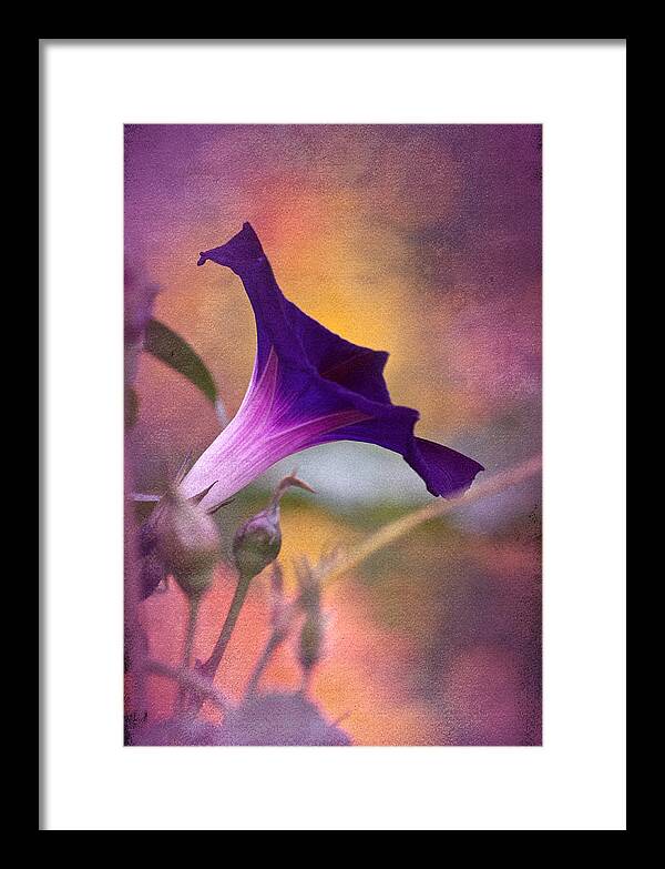 Morning Glory Framed Print featuring the photograph Vintage Morning by Richard Cummings