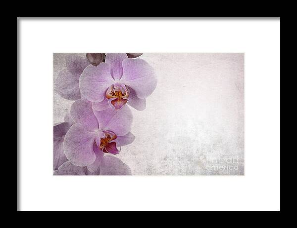 Aged Framed Print featuring the photograph Vintage orchids by Jane Rix
