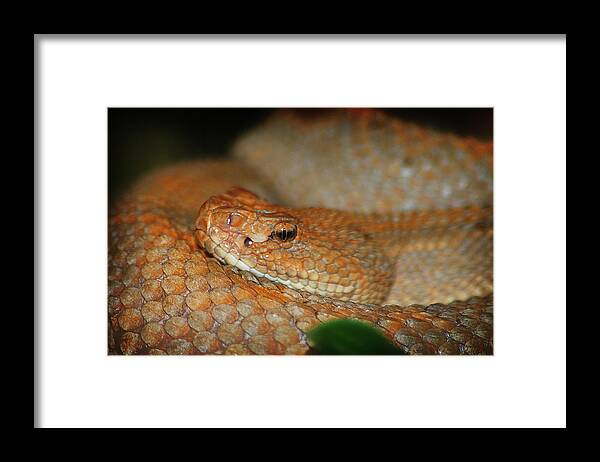 Hovind Framed Print featuring the photograph Viper by Scott Hovind