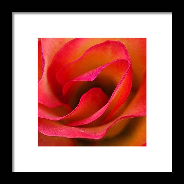 Pink Framed Print featuring the photograph Visit To Washington Park Rose Garden 3 by Christopher Hughes