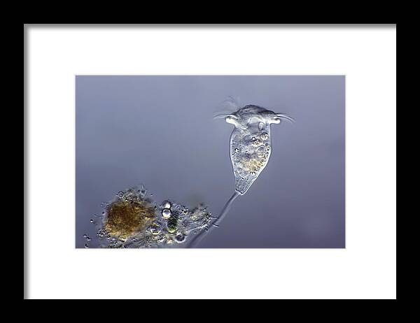 Vorticella Sp Framed Print featuring the photograph Vorticella Protozoa, Light Micrograph by Frank Fox