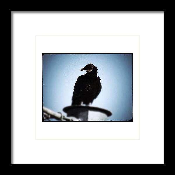 Wildlife Framed Print featuring the photograph #vulture #vultureporn #blackbulture by Robb Needham