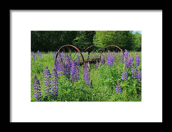 Lupins Framed Print featuring the photograph Wagon Wheels by Larry Landolfi