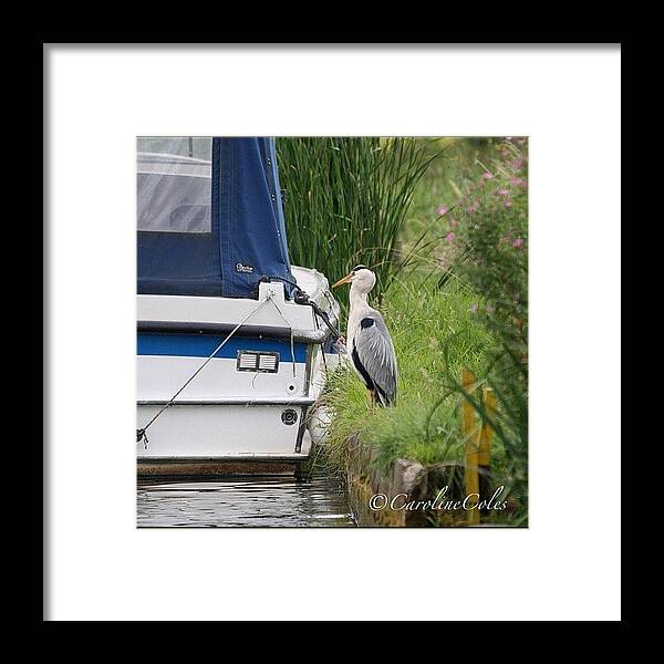 Norfolk Framed Print featuring the photograph Waiting Game #birds #birdsofafeather by Caroline Coles