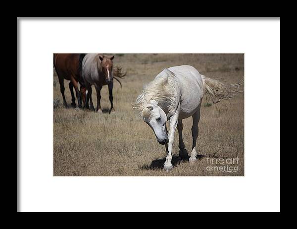 Horses Framed Print featuring the photograph Wanderer - Monero Mustangs Sanctuary by Veronica Batterson