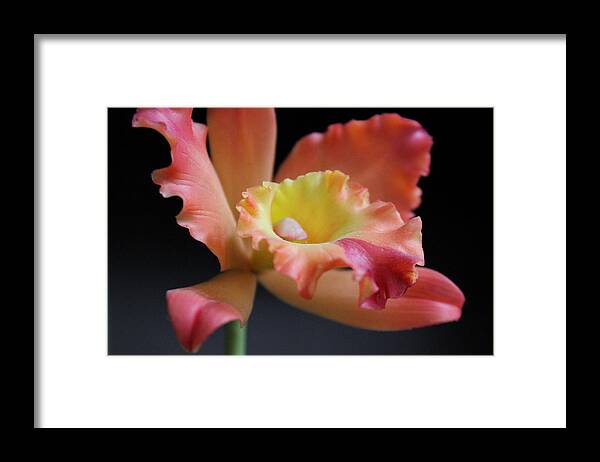 Art Framed Print featuring the photograph Warm Bloom I by Kelly Hazel