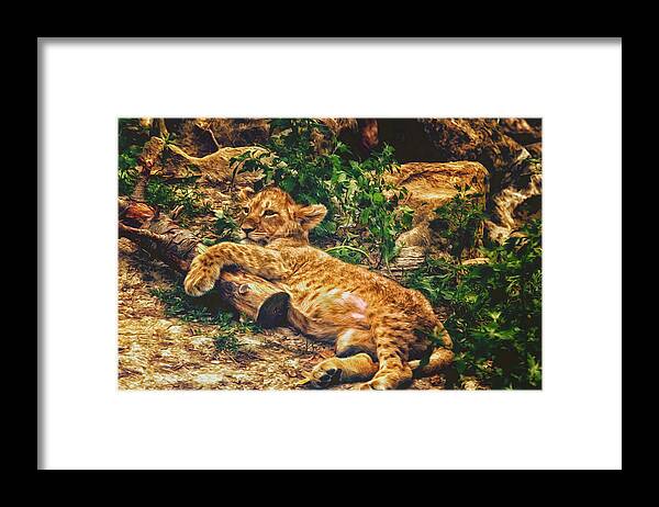 Zoo Framed Print featuring the photograph Warm Kitty Soft Kitty by Bill and Linda Tiepelman