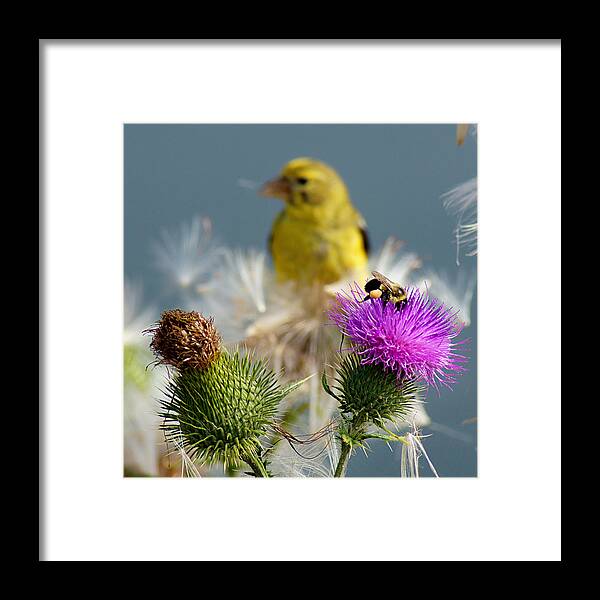 Bird Framed Print featuring the photograph Watchful Eye - cropped by Bill Pevlor