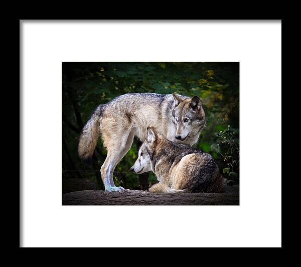 Wolf Art Framed Print featuring the photograph Watching Over by Steve McKinzie
