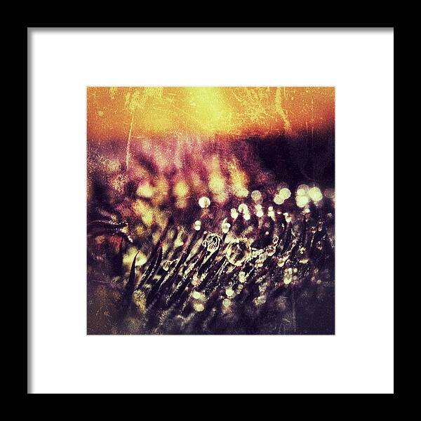 Beautiful Framed Print featuring the photograph Water Drop In A Sunflower #webstagram by Tanya Sperling