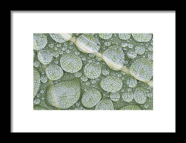 Mp Framed Print featuring the photograph Water Droplets On Leaf, Annapolis by Scott Leslie