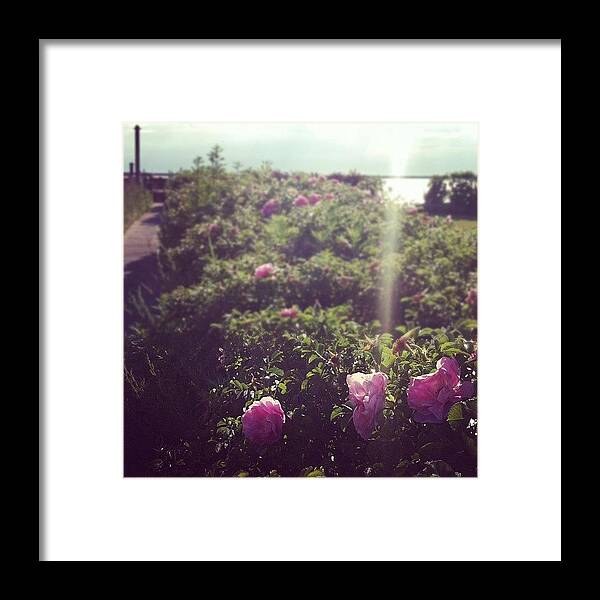 Pink Framed Print featuring the photograph #water #flowers #rose #pink #nature by Jenna Luehrsen