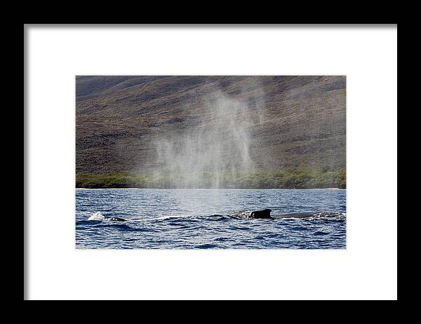 Animal Framed Print featuring the photograph Water from a Whale Blowhole II by Dave Fleetham