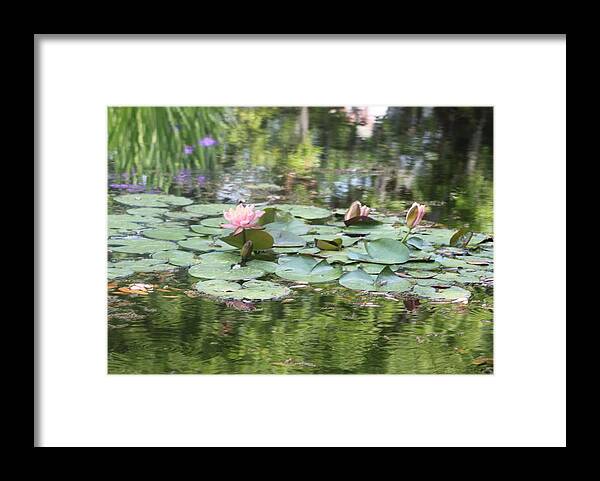 Water Lilies Framed Print featuring the photograph Water Lilies Brookgreen Gardens by Jeanne Juhos
