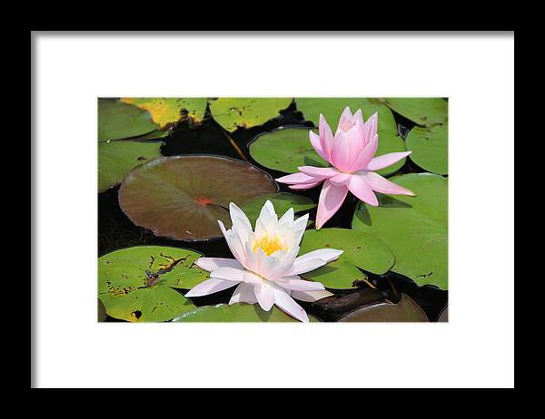 Water Lily Framed Print featuring the photograph Water Lilies by Charlene Reinauer