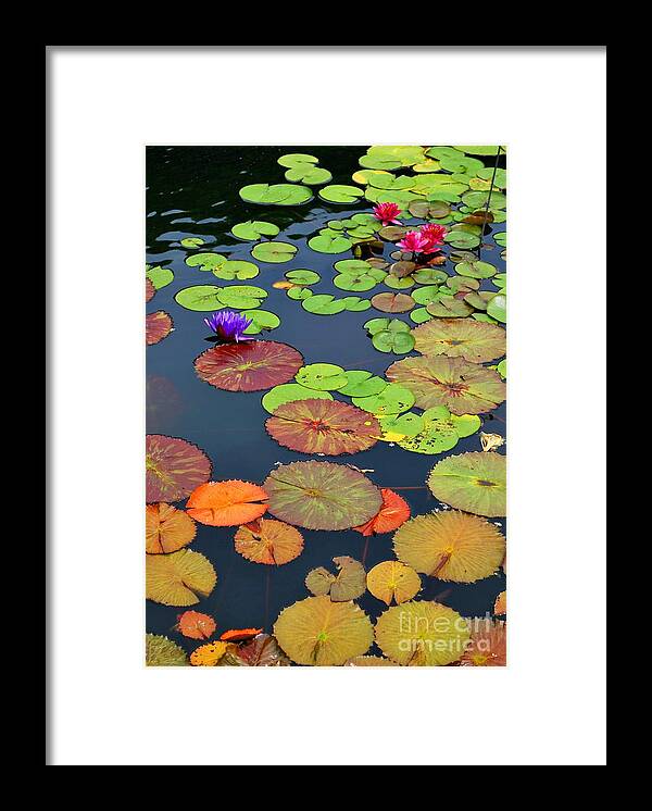 Garden Framed Print featuring the photograph Water Lilies I by Nancy Mueller