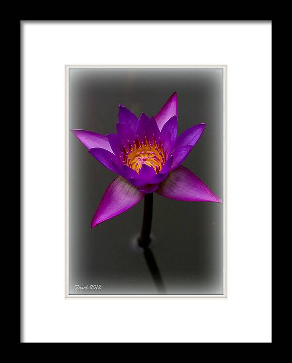 Water Framed Print featuring the photograph Water Lily by Farol Tomson
