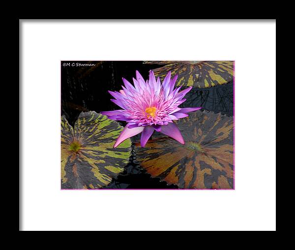 Waterlily Framed Print featuring the mixed media Water Lily Magic by M c Sturman