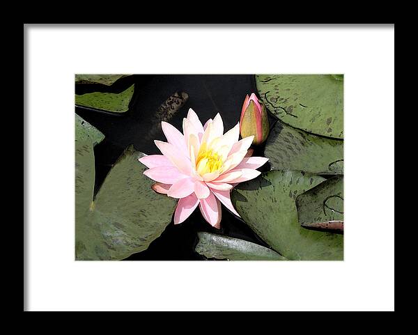 Pink Framed Print featuring the photograph Water Lily by Milena Ilieva