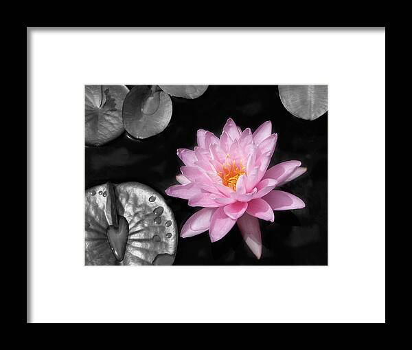 Dreaming Framed Print featuring the photograph Water Lily by Rudy Umans