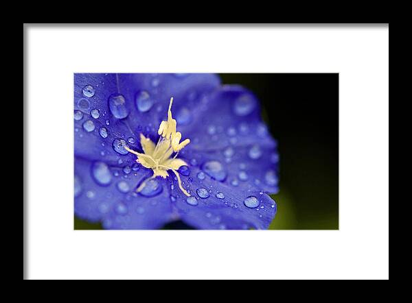 Flower Framed Print featuring the photograph Water the Soul by Melanie Moraga