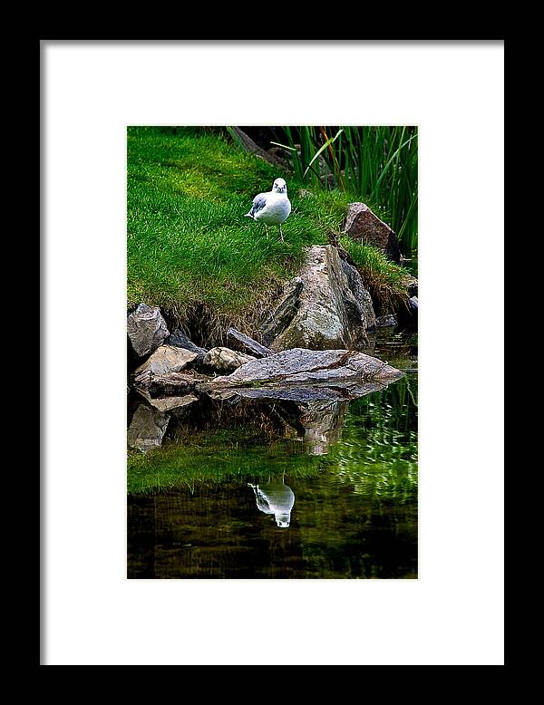 Bird Framed Print featuring the photograph Water Wings by Burney Lieberman