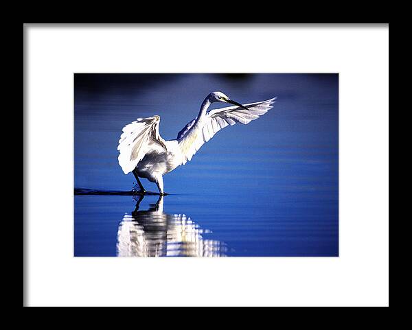 Little Egret Framed Print featuring the photograph Waterdancer by Alistair Lyne