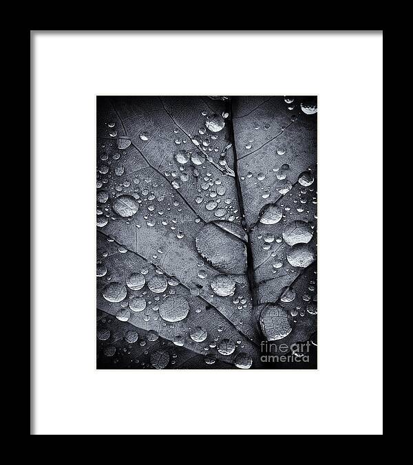 Macro Photography Framed Print featuring the photograph Waterdrops II by David Waldrop