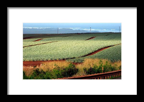 Landscapes Framed Print featuring the photograph Waves of Pineapple by Karen Wiles