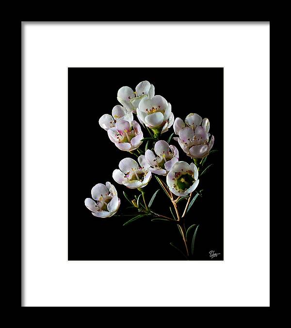 Flower Framed Print featuring the photograph Wax Flowers by Endre Balogh