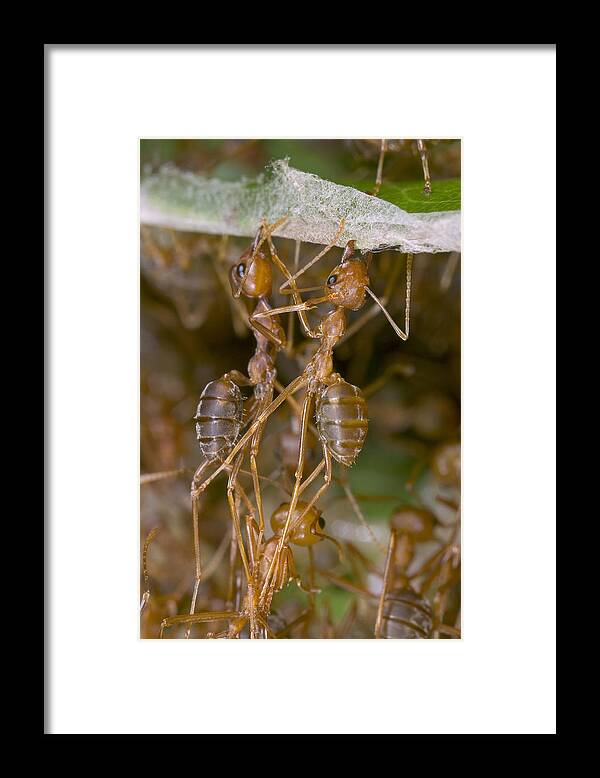 00298233 Framed Print featuring the photograph Weaver Ant Workers Pulling Together by Piotr Naskrecki