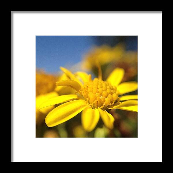 Macro Framed Print featuring the photograph Weeds Are Strangely Beautiful Up Close by Rillaith