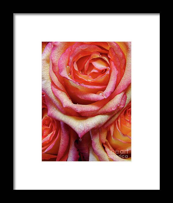 Roses Framed Print featuring the photograph Weepy Woses by Mark Holbrook
