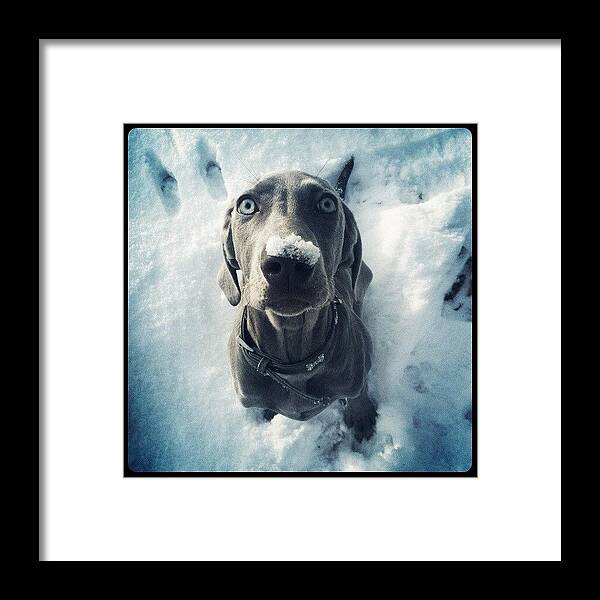 Weimaraner Framed Print featuring the photograph #weimaraner #weim #grey #puppy #dog by Sam Marriott