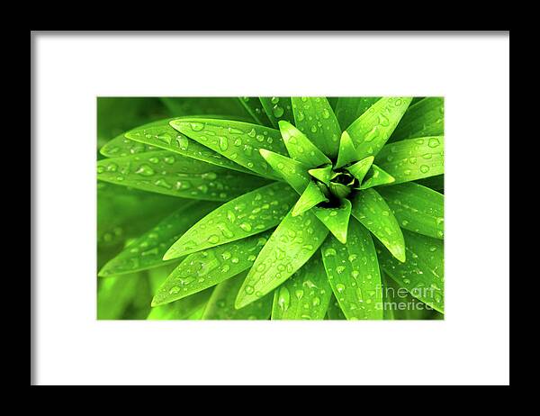 Blades Framed Print featuring the photograph Wet Foliage by Carlos Caetano