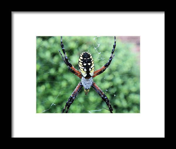 Spider Framed Print featuring the photograph Wet writing spider by Chad and Stacey Hall