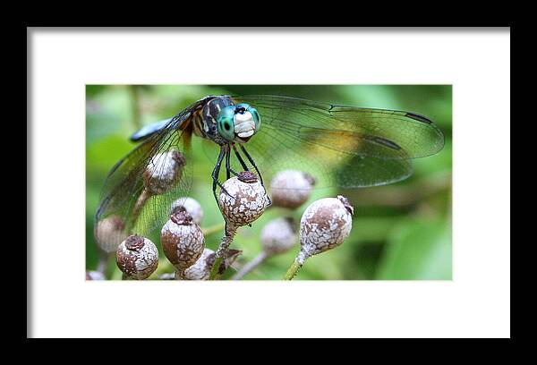 Photography Framed Print featuring the photograph What are you looking at by Daniel Carvalho
