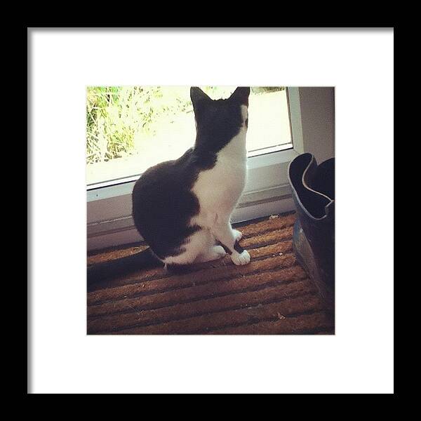 Petstagram Framed Print featuring the photograph What Is That!? ❤ U Minnie 🐱 #cat by Megan Watts