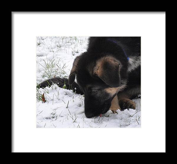 Dogs Framed Print featuring the photograph What Is The Taste Of Snow 2 by Tatyana Searcy