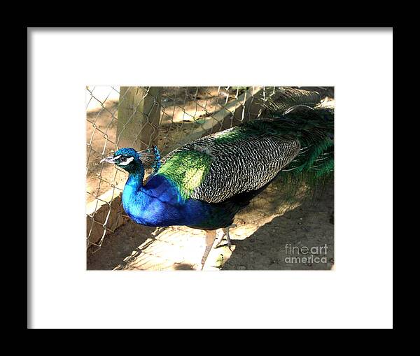 Peacock Framed Print featuring the photograph What's Out There? by Rory Siegel