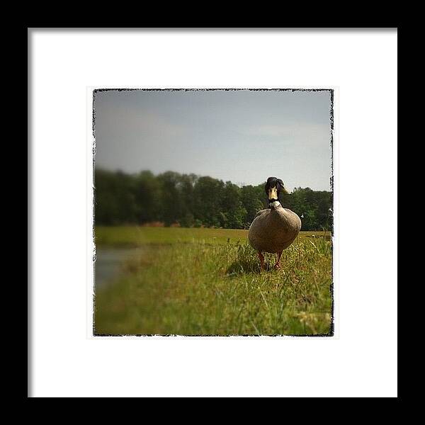  Framed Print featuring the photograph What's Up Duck? by Dave Edens