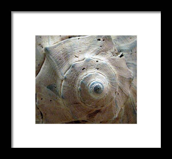 Whelk Framed Print featuring the photograph Whelk whirl by Life Makes Art